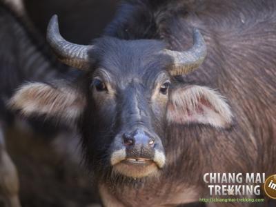 Photos from our guests | Chiang Mai Trekking | The best trekking in Chiang Mai with Piroon Nantaya